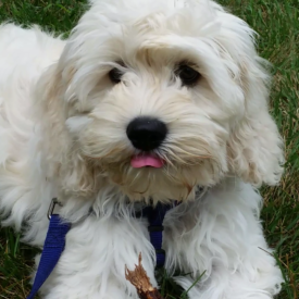 colby